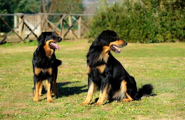 Navigating the World of Dog Health: A Personal Exploration